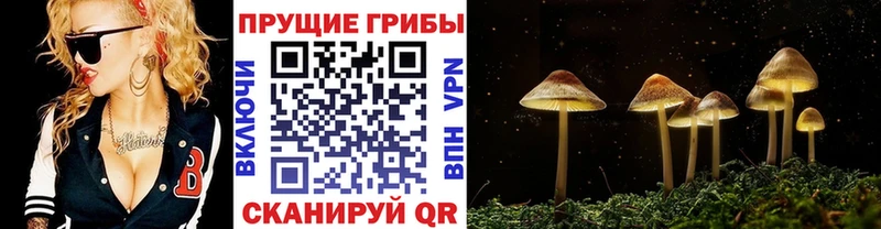 купить закладку нарко площадка как зайти Псилоцибиновые грибы мухоморы Боровичи
